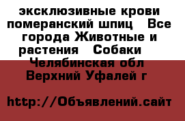 эксклюзивные крови-померанский шпиц - Все города Животные и растения » Собаки   . Челябинская обл.,Верхний Уфалей г.